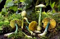 Gliophorus psittacinus-amf960-2